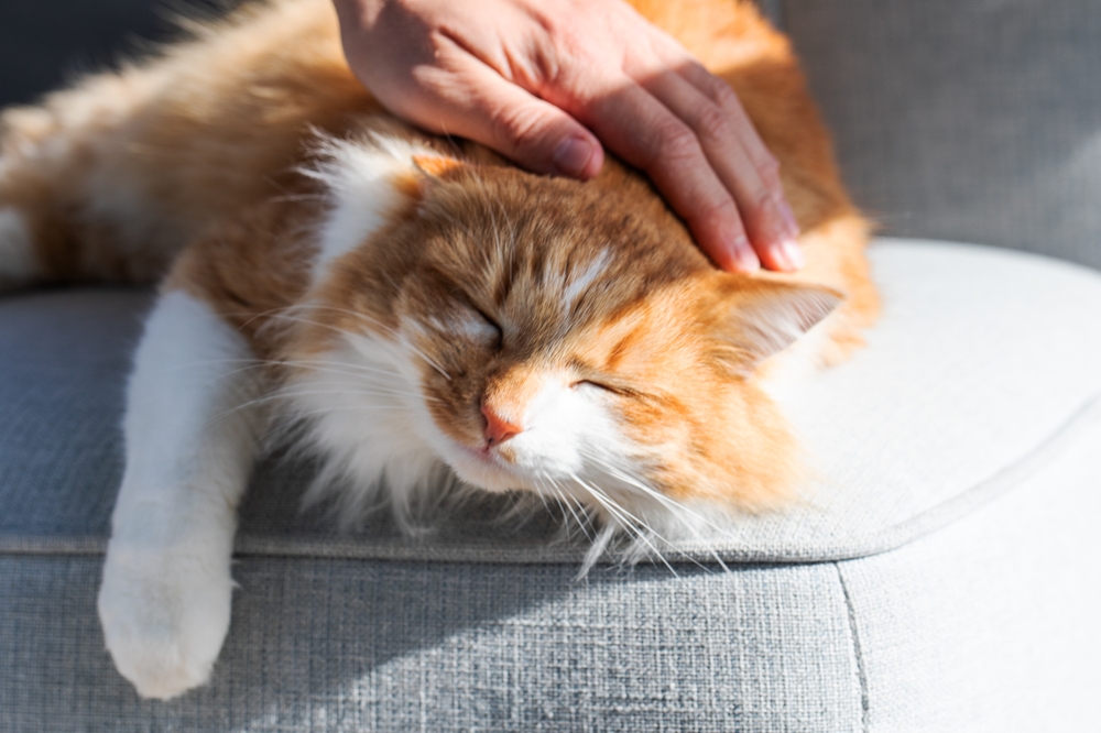 Comment bien choisir l'assurance pour son chat